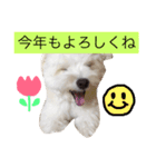マロちゃん(トイプー×ポメ)（個別スタンプ：31）