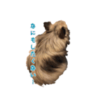 我が家のお犬さまたち（個別スタンプ：1）
