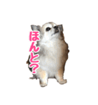 我が家のお犬さまたち（個別スタンプ：2）