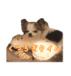 我が家のお犬さまたち（個別スタンプ：3）