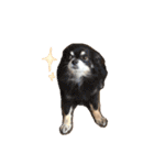 我が家のお犬さまたち（個別スタンプ：5）