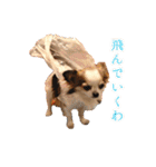 我が家のお犬さまたち（個別スタンプ：6）