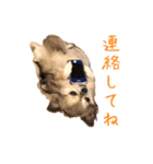 我が家のお犬さまたち（個別スタンプ：7）