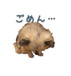 我が家のお犬さまたち（個別スタンプ：8）