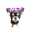 我が家のお犬さまたち（個別スタンプ：9）