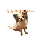 我が家のお犬さまたち（個別スタンプ：10）