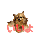 我が家のお犬さまたち（個別スタンプ：13）