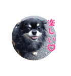 我が家のお犬さまたち（個別スタンプ：16）