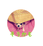 我が家のお犬さまたち（個別スタンプ：17）