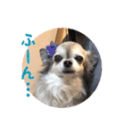 我が家のお犬さまたち（個別スタンプ：18）
