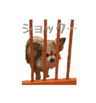 我が家のお犬さまたち（個別スタンプ：19）