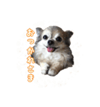我が家のお犬さまたち（個別スタンプ：22）