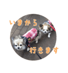 我が家のお犬さまたち（個別スタンプ：23）