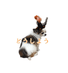 我が家のお犬さまたち（個別スタンプ：24）