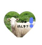こひつじレターkohitsuji letter（個別スタンプ：1）