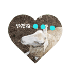 こひつじレターkohitsuji letter（個別スタンプ：4）