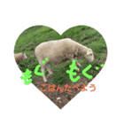 こひつじレターkohitsuji letter（個別スタンプ：5）