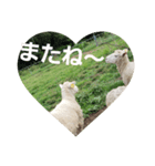 こひつじレターkohitsuji letter（個別スタンプ：8）