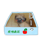 こじゅさんのスタンプ（個別スタンプ：5）