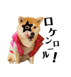 柴犬マコと、 マニアック（個別スタンプ：1）