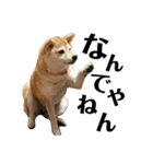 柴犬マコと、 マニアック（個別スタンプ：2）