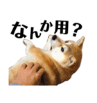 柴犬マコと、 マニアック（個別スタンプ：3）