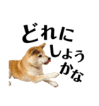柴犬マコと、 マニアック（個別スタンプ：4）