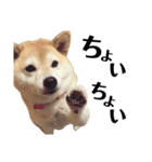 柴犬マコと、 マニアック（個別スタンプ：6）