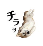 柴犬マコと、 マニアック（個別スタンプ：7）