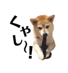 柴犬マコと、 マニアック（個別スタンプ：8）