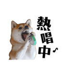 柴犬マコと、 マニアック（個別スタンプ：9）