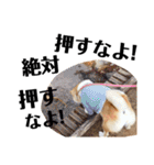柴犬マコと、 マニアック（個別スタンプ：10）