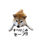 柴犬マコと、 マニアック（個別スタンプ：11）