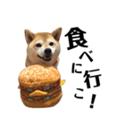 柴犬マコと、 マニアック（個別スタンプ：12）