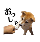 柴犬マコと、 マニアック（個別スタンプ：13）