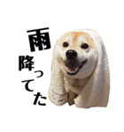柴犬マコと、 マニアック（個別スタンプ：14）