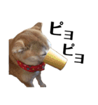 柴犬マコと、 マニアック（個別スタンプ：15）
