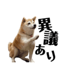 柴犬マコと、 マニアック（個別スタンプ：16）