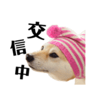 柴犬マコと、 マニアック（個別スタンプ：17）