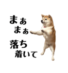 柴犬マコと、 マニアック（個別スタンプ：18）