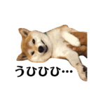 柴犬マコと、 マニアック（個別スタンプ：19）