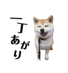 柴犬マコと、 マニアック（個別スタンプ：20）