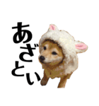 柴犬マコと、 マニアック（個別スタンプ：22）