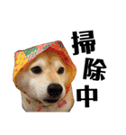 柴犬マコと、 マニアック（個別スタンプ：23）