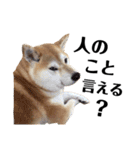 柴犬マコと、 マニアック（個別スタンプ：24）