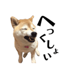 柴犬マコと、 マニアック（個別スタンプ：25）