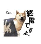 柴犬マコと、 マニアック（個別スタンプ：26）