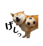 柴犬マコと、 マニアック（個別スタンプ：27）