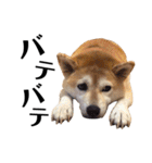 柴犬マコと、 マニアック（個別スタンプ：28）