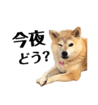 柴犬マコと、 マニアック（個別スタンプ：29）